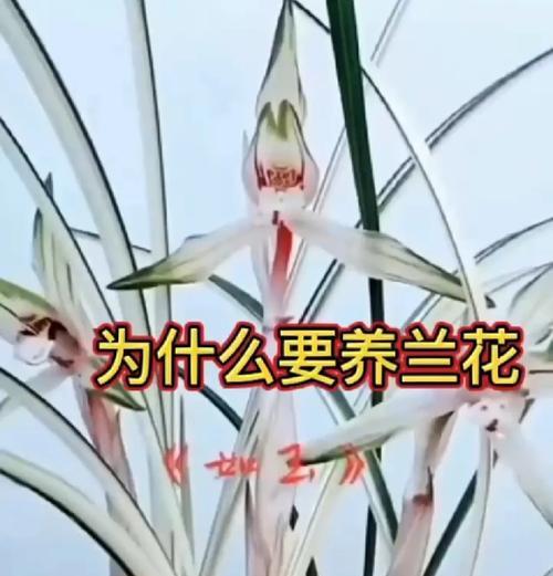 爱情象征的花拉丁文怎么说？它的含义是什么？