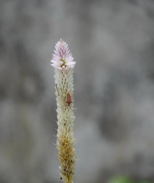 爱情象征的花拉丁文怎么说？它的含义是什么？