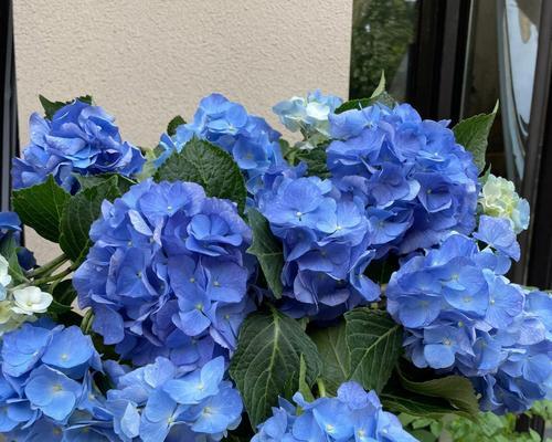 父亲节花的温暖寓意是什么？哪些花适合送给父亲？