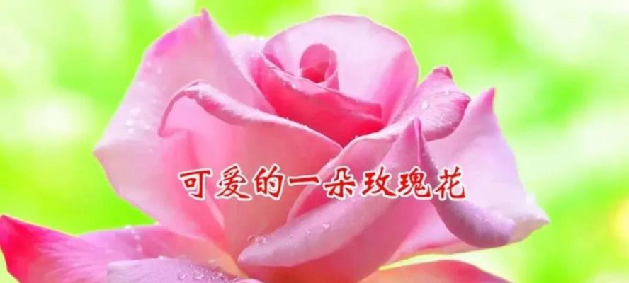 粉红色花代表什么爱情信息？