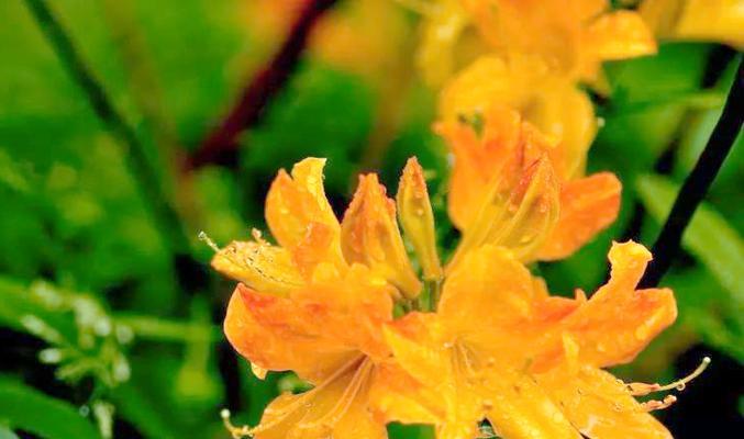 绿色杜鹃花寓意什么？花语有哪些特别之处？