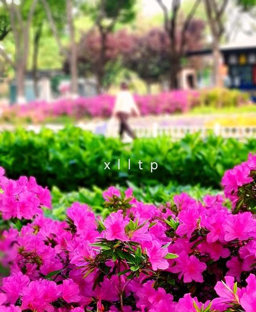 绿色杜鹃花寓意什么？花语有哪些特别之处？