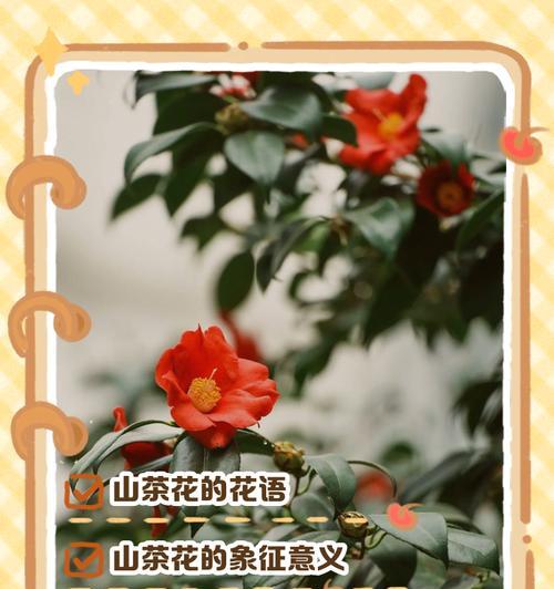 花的颜色和象征意义有何联系？