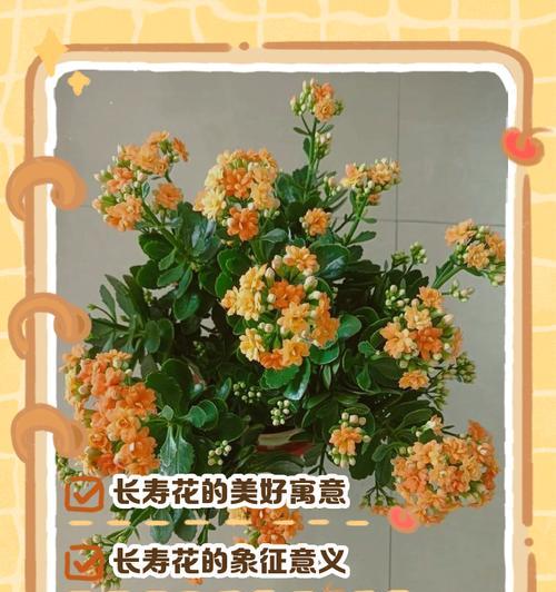 花的颜色和象征意义有何联系？