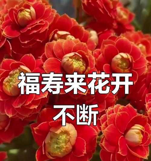哪些花的花语寓意平安健康？