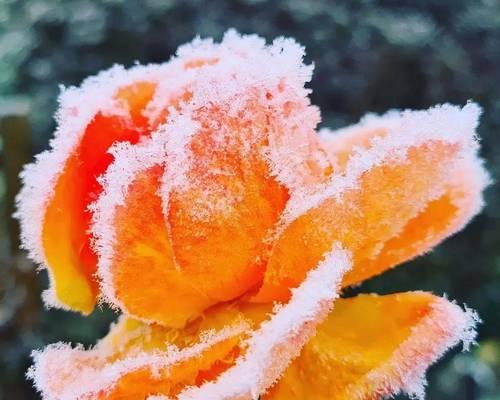 冰雪世界中象征爱情的花是什么？它的寓意是什么？