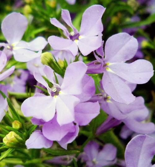紫色桔梗花的花语是什么？它在花语中代表什么？