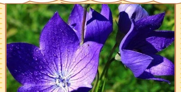 紫色桔梗花的花语是什么？它在花语中代表什么？