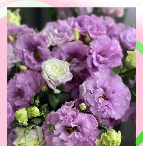 紫色桔梗花的花语是什么？它在花语中代表什么？