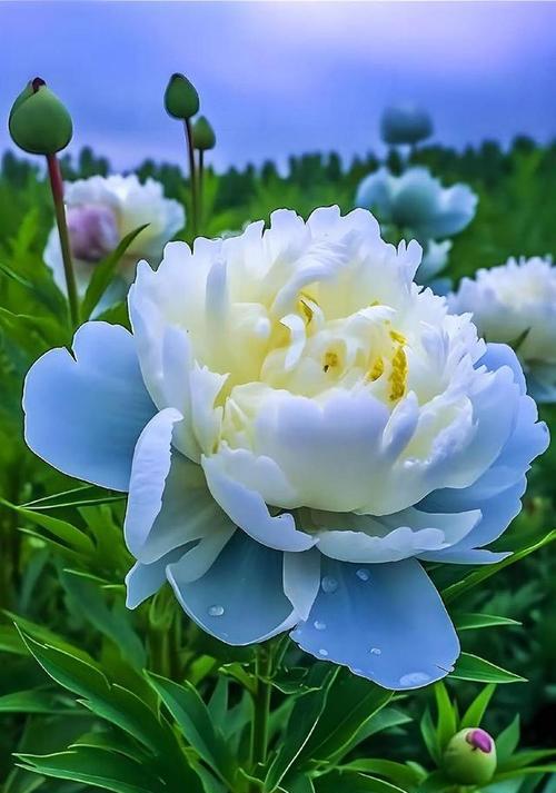 牡丹花各色的寓意分别是什么？