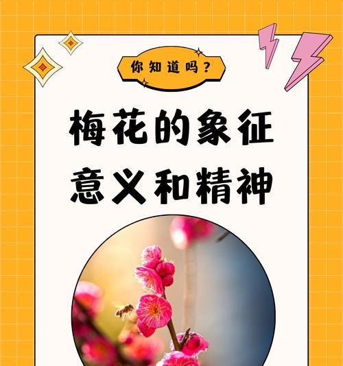 米白色花朵的寓意及其象征意义是什么？