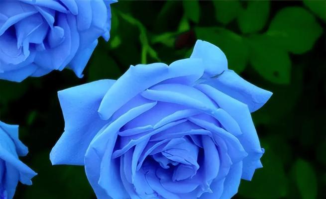 蓝色花不忧郁？哪种花是例外？