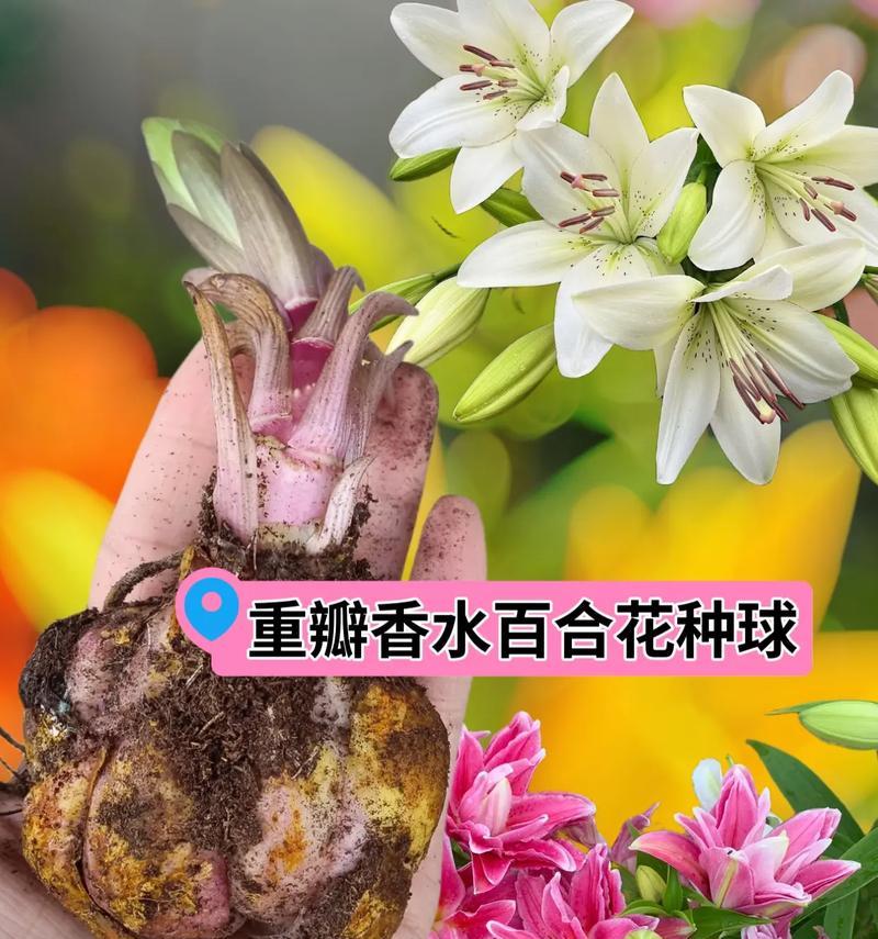 传统花有哪些寓意？如何根据场合选择合适的花卉？