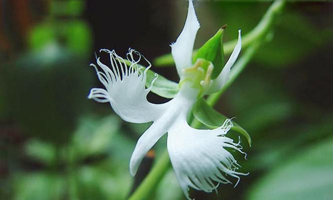 白鹿花语代表了什么样的祝福？