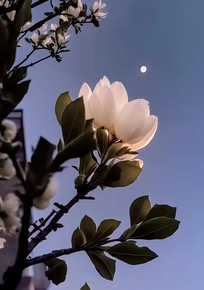 流星花语竹节的寓意是什么？