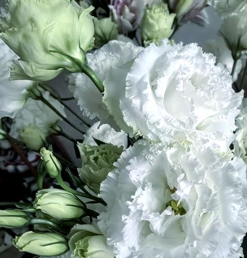 白色洋桔梗花的花语和寓意是什么？