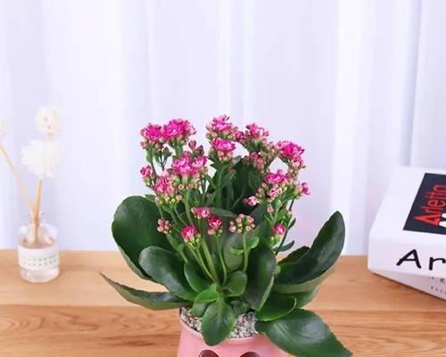 丽江吉庆花语是什么？丽江吉庆花代表什么？