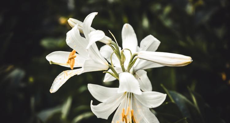 百合花送给老人有何寓意？