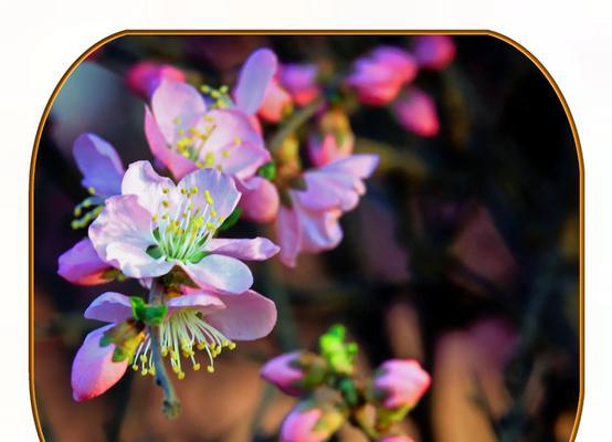 手捧花在葬礼中代表什么？死人手捧花的寓意是什么？