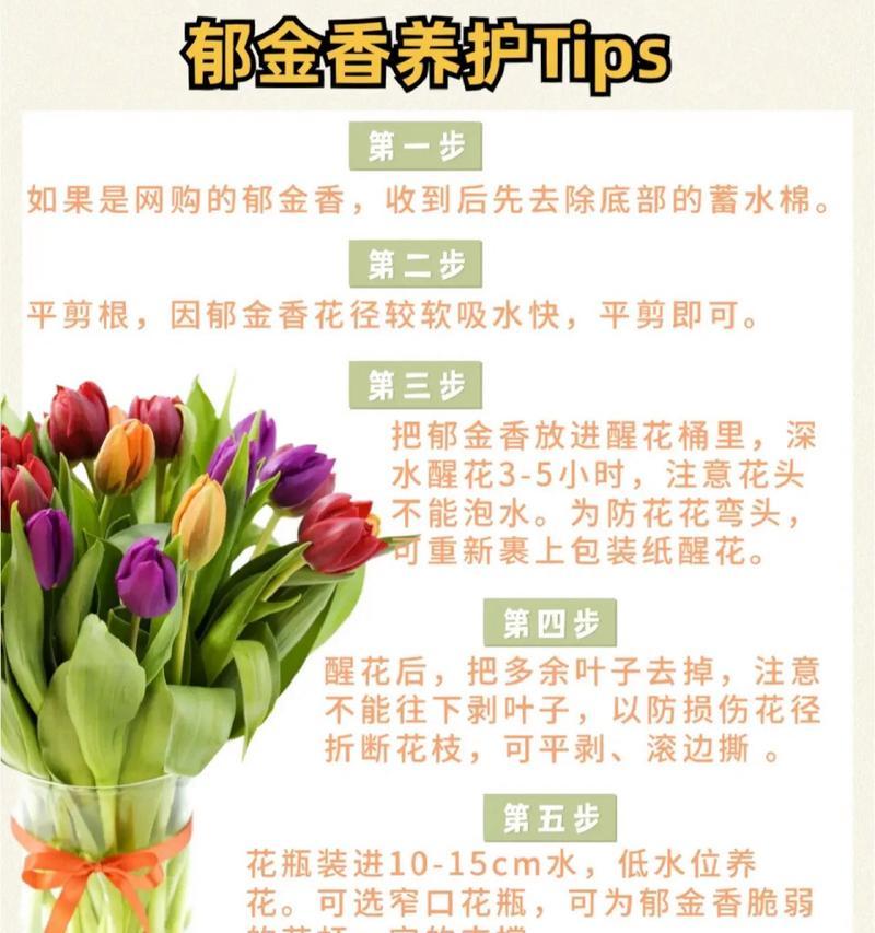 郁金香的花语是什么？