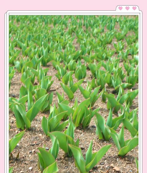 郁金香的花语是什么？