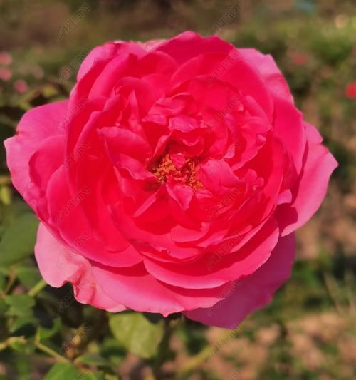 红色月季花象征着什么？它们的花语有哪些？