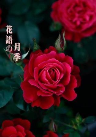 红色月季花象征着什么？它们的花语有哪些？