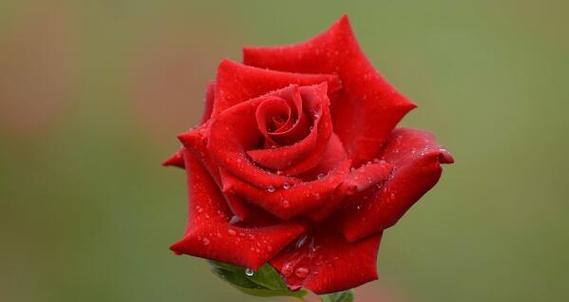 红色月季花象征着什么？它们的花语有哪些？