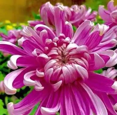 日本有哪些花具有祝福寓意？日本祝福花语的含义是什么？