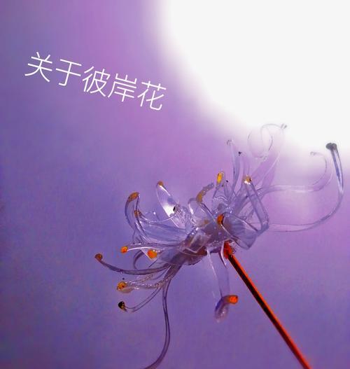 日本有哪些花具有祝福寓意？日本祝福花语的含义是什么？