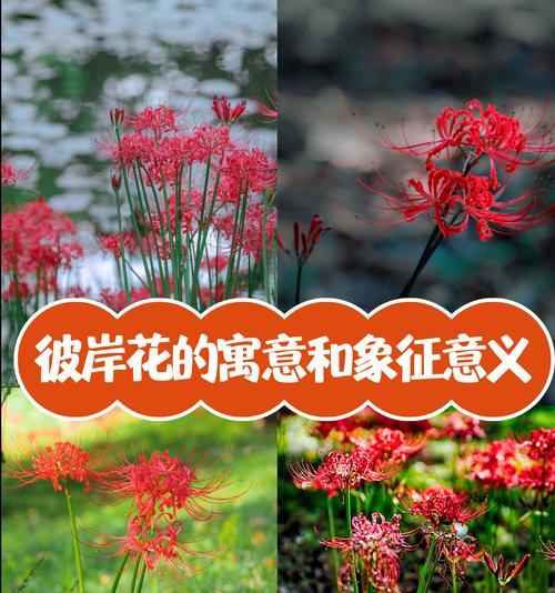 粉色花和红色花分别代表什么？它们的寓意有何不同？