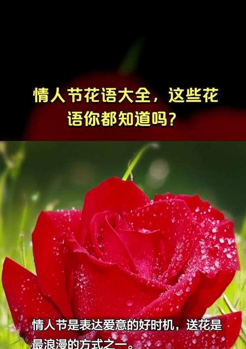情人节花语有哪些？情人节花语t是什么意思？