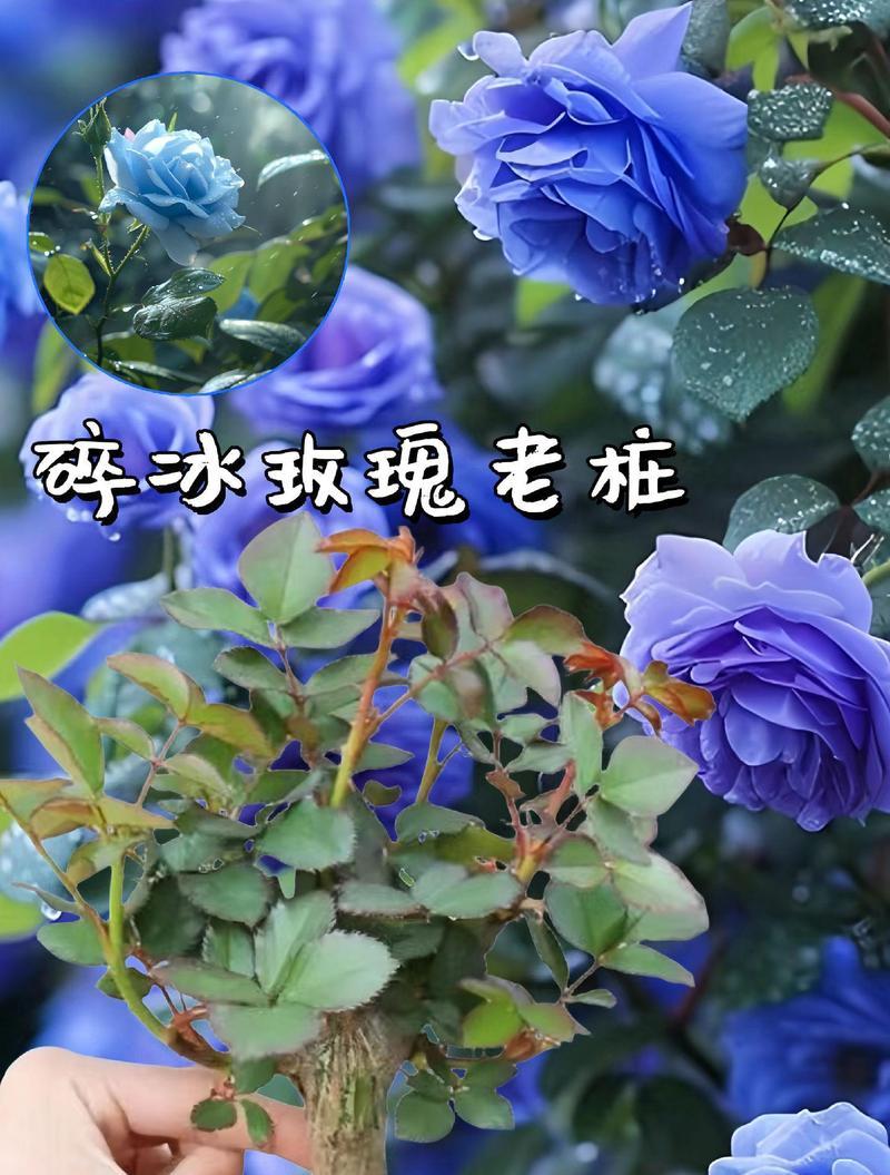 蓝色妖姬花象征什么？蓝色妖姬的花语含义是什么？