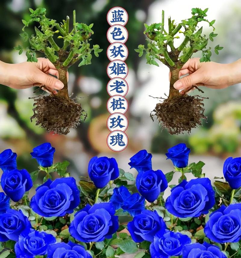 蓝色花点的花语是什么？