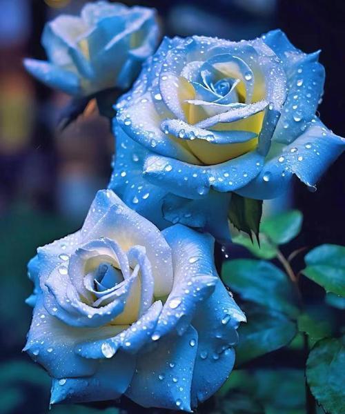蓝色花点的花语是什么？