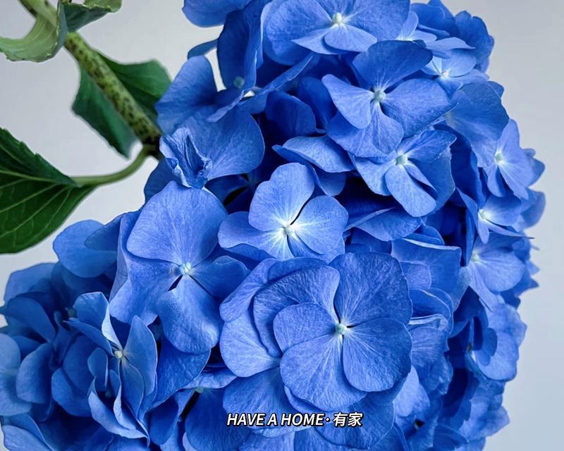 蓝色花点的花语是什么？