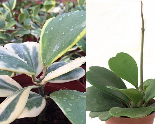 以心形球兰花语传递爱的力量（在花海中寻找真爱的奇迹）