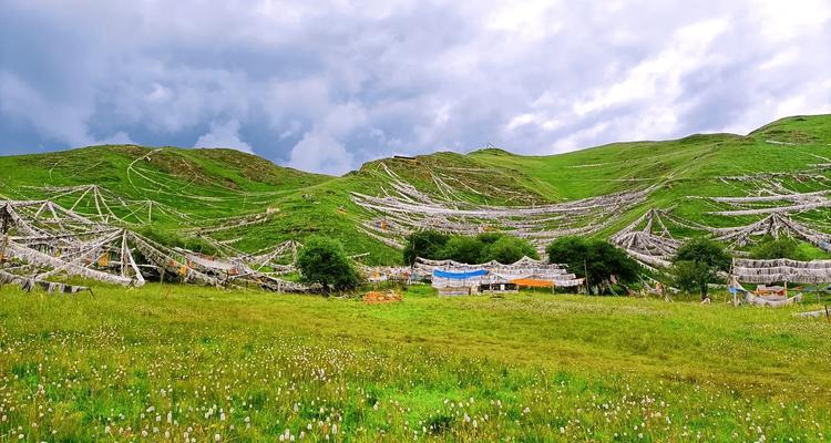 格桑花风水寓意与作用（探索格桑花在风水中的重要地位及其带来的好运）