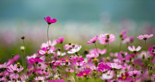 格桑花的花语和寓意（探究格桑花的象征意义和文化内涵）