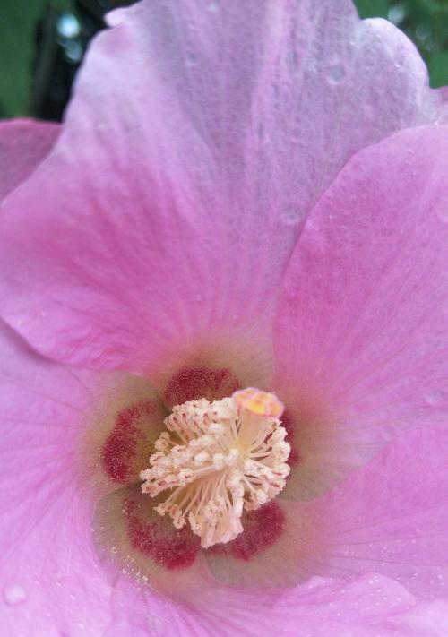 芙蓉花的花语与含义（以芙蓉花的优雅和坚韧）
