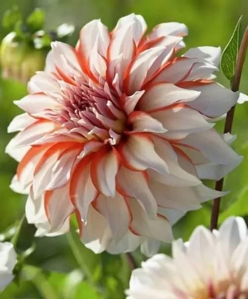 大丽花的花语和寓意（探秘大丽花花语）