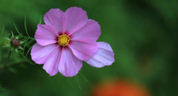 格桑花风水寓意与作用（探秘格桑花的风水奥秘）
