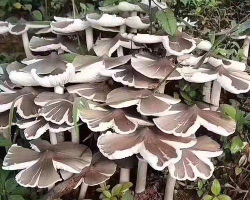 荔枝籽可以种吗？如何正确种植荔枝籽？