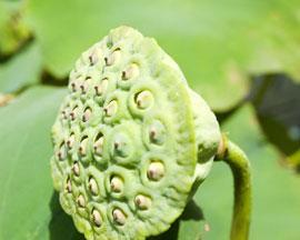 莲子可以做种子吗？如何正确种植莲子？