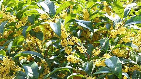 金桂花期持续多久？如何延长花期？