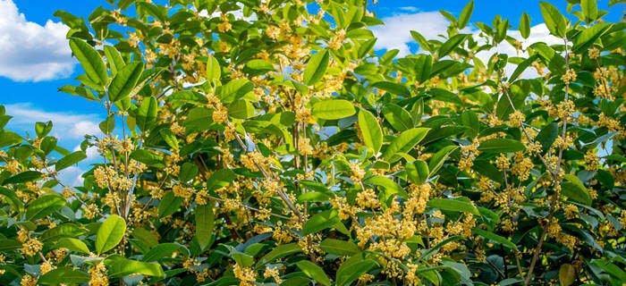 丹桂花期多长时间？如何延长花期？