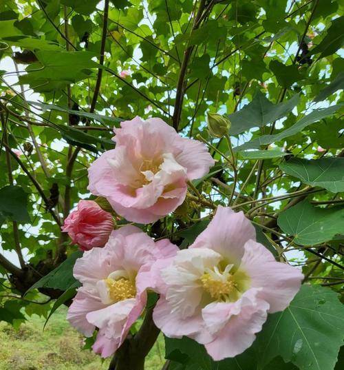 芙蓉花的花语与象征意义（盛放自信与美丽的芙蓉花）