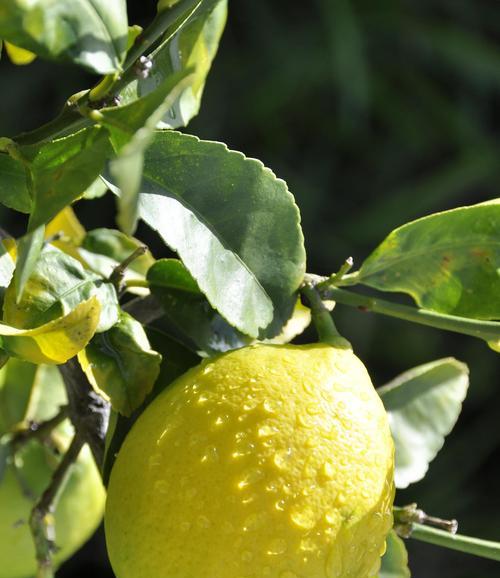 一棵柠檬树能结果吗？如何确保其结果实？