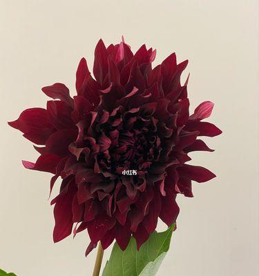 大丽花醒花技巧是什么？鲜切大丽花如何正确醒花？