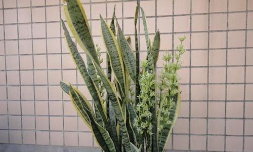 虎皮兰一年能长多高？如何促进虎皮兰快速生长？